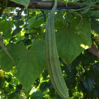 Luffa acutangula (L.) Roxb.